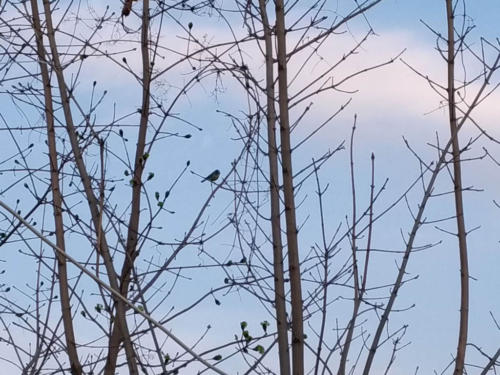 傍晚佛堂旁樹上漂亮的小鳥