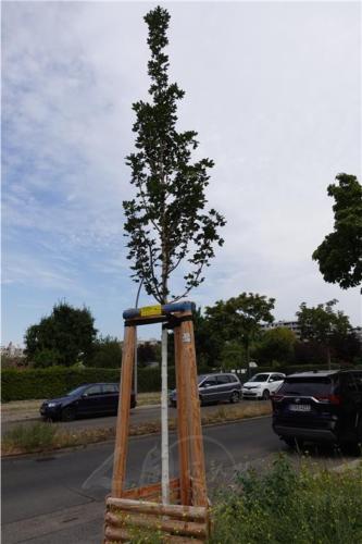 「我跑步 你種樹」柏林協會認捐的第一棵「三好樹」掛牌