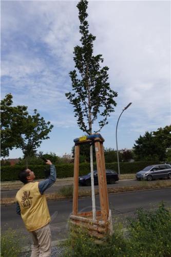 柏林協會唐雪峰副會長為三好樹掛牌拍照做見證