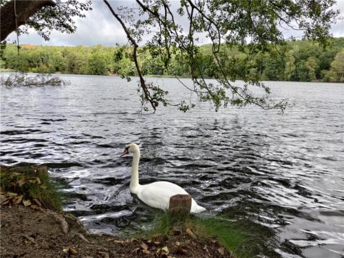 柏林Schlachtensee湖邊生態豐富